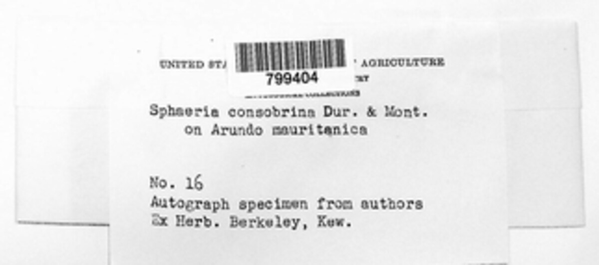 Eutypa consobrina image